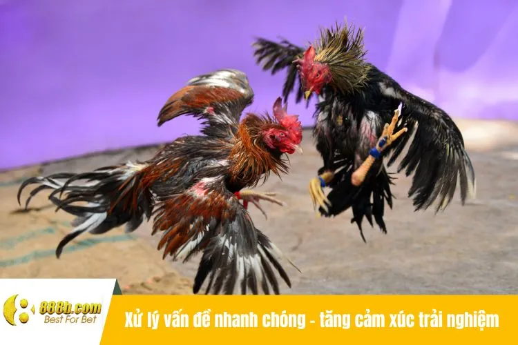 Xử lý vấn đề nhanh chóng - tăng cảm xúc trải nghiệm