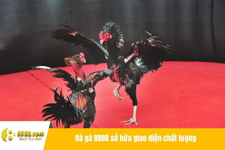 Đá gà 888B sở hữu giao diện chất lượng